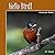 Hello Bird!: American Robin