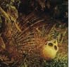 The Ghost Lemurs of Madagascar