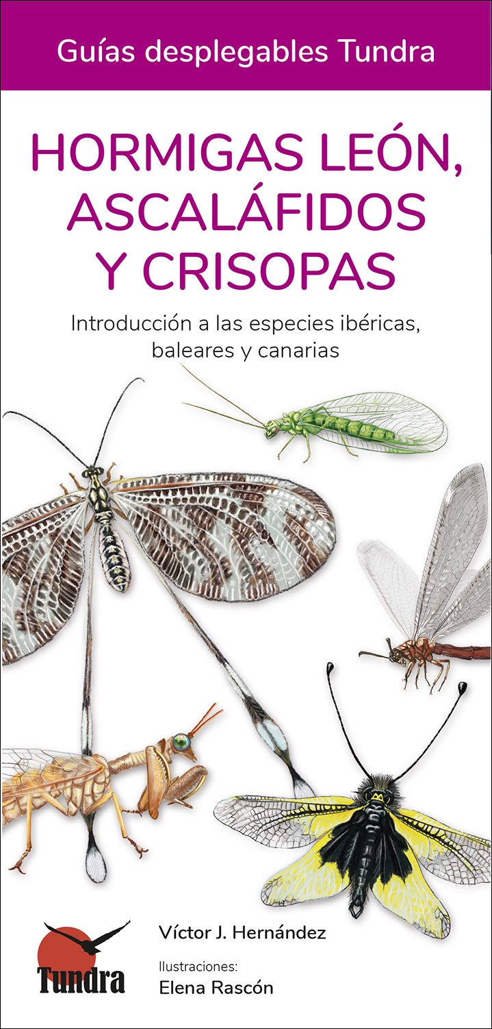 Hormigas león, ascaláfidos y crisopas. Introducción a las especies ibéricas, baleares y canarias