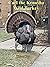 Carl the Kenosha Wild Turkey