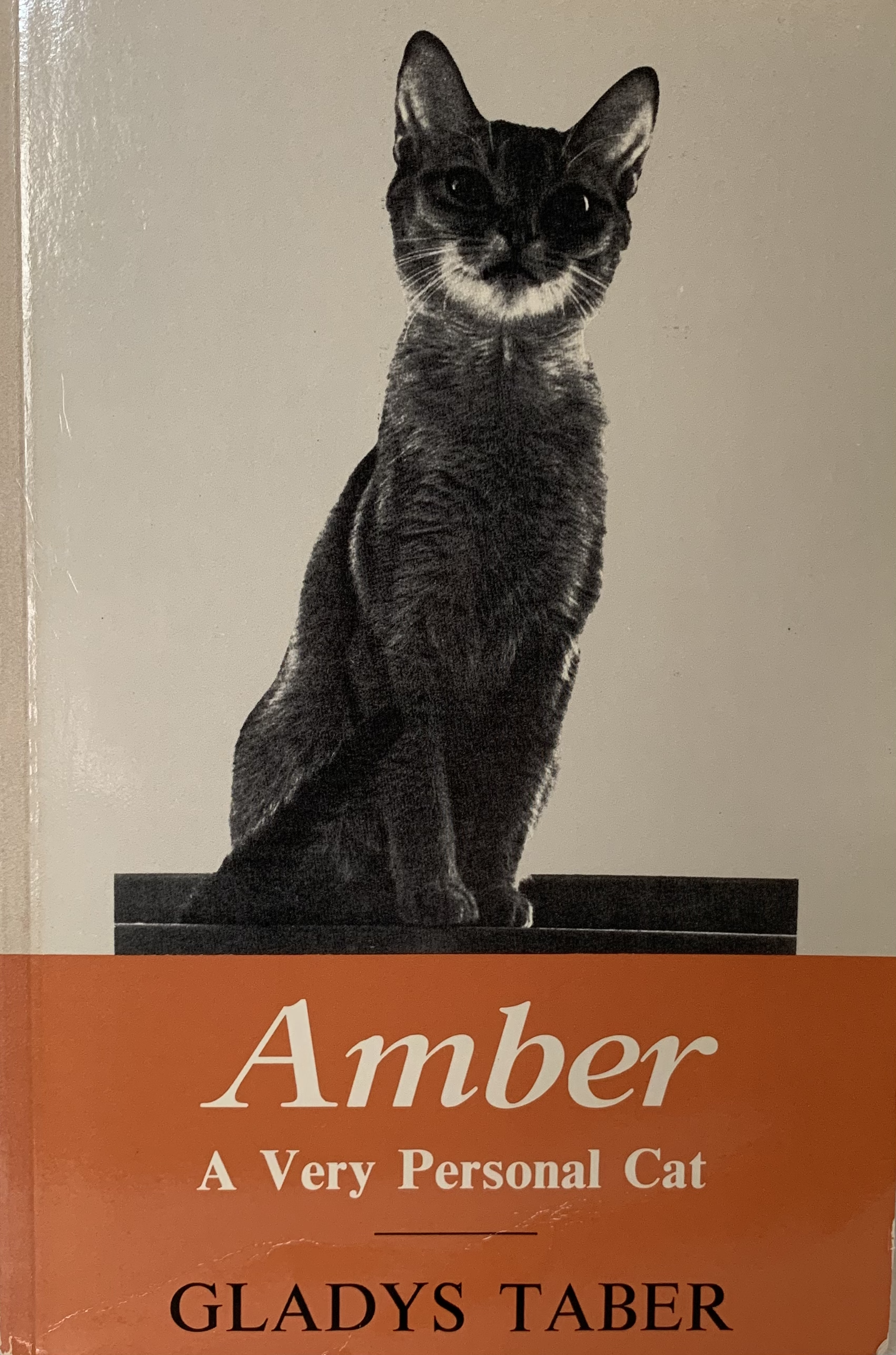 Amber, A Very Personal Cat