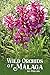 Wild Orchids of Málaga