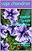 மமதன் முகரா மணிச்சிகை by Suja chandran