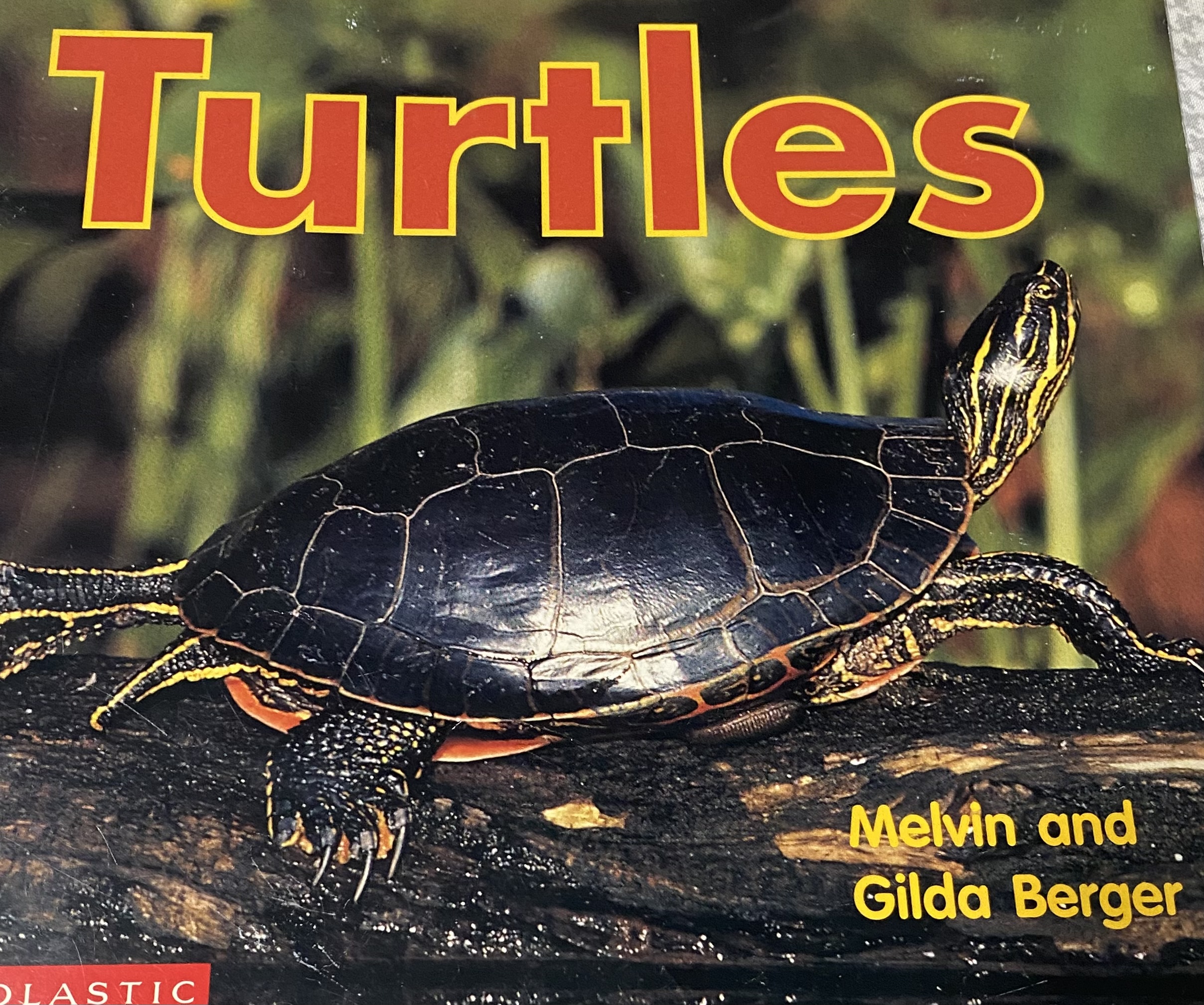 Turtles (Scholastic time-to-discover readers)