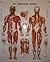 The Muscular System. Anatomical Chart by Peter Bachin