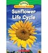 Sunflower Life Cycle