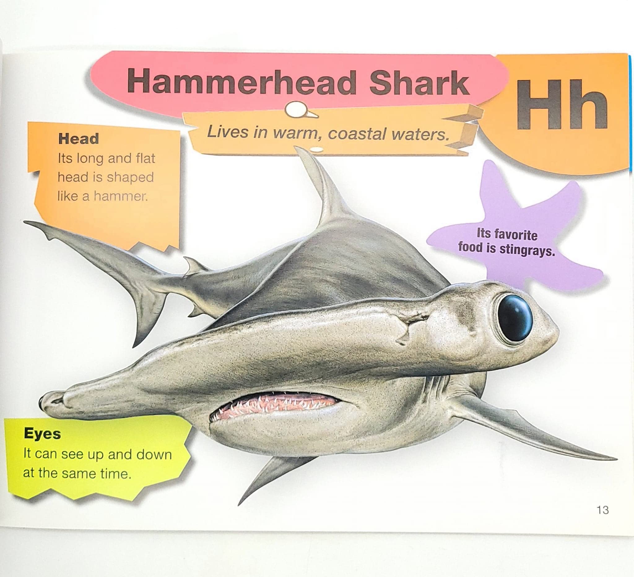A-Z of Sharks - The Alphabet of the Shark World (Hardcover)