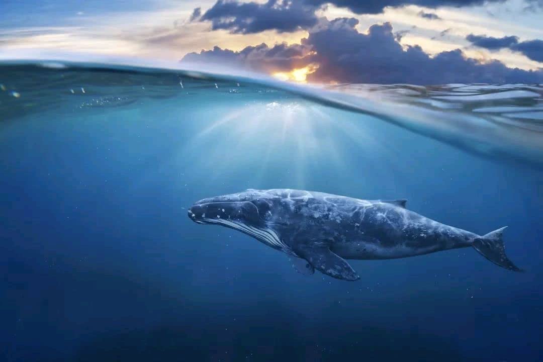 Station Eleven