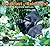 [(Breakfast in the Rainforest: A Visit with Mountain Gorillas )] [Author: Richard Sobol] [Sep-2010]
