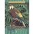 Macaws (Animals of the Rain Forest)