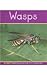 Wasps (Insects)