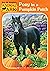 Pony in a Pumpkin Patch by Ben M. Baglio