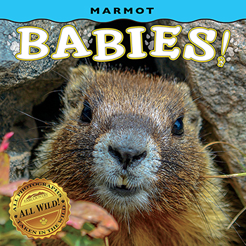 Marmot Babies! (Board Book)
