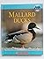 Mallard Ducks by Amy-Jane Beer 2008, Hardcover Hardcover Amy-Jane Beer