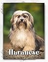 Havanese: Dog breed overview and guide
