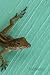 Lizard Notebook: Journal