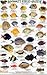 Hawaii Reef Fish Guide #2 - Field Guide