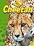 Cheetah (Big Cats) by Steve Goldsworthy (2014-07-15)