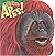 Apes! (Know-It-Alls) by Carol Harrison (1999-05-03)