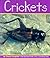Crickets (Insects)
