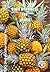[Fruit Products for Profit] (By by C. Clarke