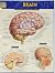 Brain (Quick Study Academic...