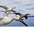 Earthflight