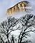 Yosemite: The Promise of Wildness