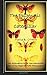 The Epigenetic Caterpillar: An Alternative to the Neo-Darwinian view of the Peppered Moth Phenomenon by Maria B O'Hare (7-Dec-2014) Paperback
