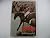 Eventing by Campbell Judith (1976-11-04) Hardcover