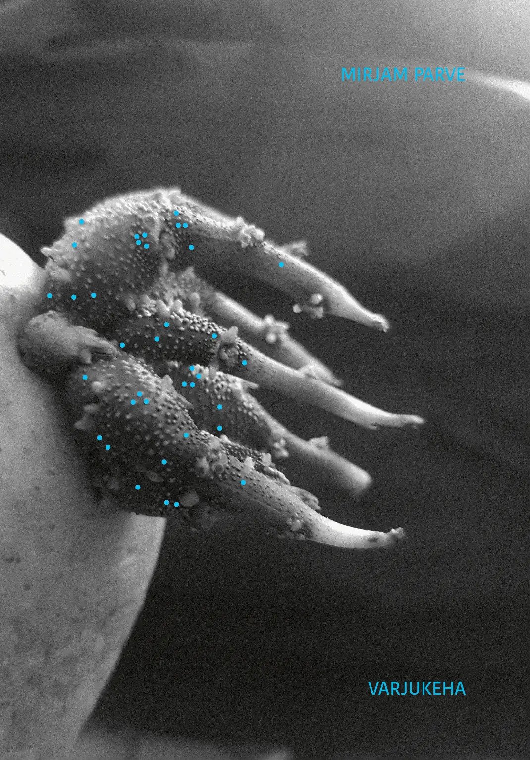 Varjukeha (Paperback)