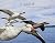 Earthflight by John Downer (2011-12-01)