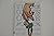{The Odious Ogre}THE ODIOUS OGRE BY JUSTER, NORTON[Hardcover]on 01 Sep -2010