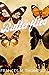 Butterflies (Birds and Butterflies #2)