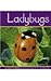Ladybugs (Insects)
