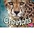 Cheetahs