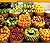 Sorting at the Market (Math Around Us (Paperback)) (Paperback) - Common