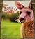 The Book of Australian Anim...