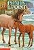 Ponies at the Point (Animal Ark #10)