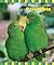 Parrotlets (Birdkeepers' Guides) [Paperback]