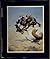 Rare LEGACY OF THE WEST Hunt, David C. Center for Western Stu... by David C. Hunt