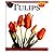Tulips (A Pocket Companion)