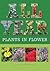 All Year: Plants in Flower