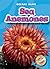 Sea Anemones (Blastoff! Readers: Oceans Alive)