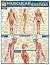 [(Muscular System Laminate ...