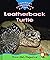 Leatherback Turtle