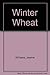 Winter Wheat