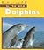 Dolphins (In the Wild)