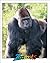 Gorillas (Zoobooks Series)