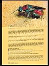 Die Goldwespen (Chrysididae) Baden Württembergs: Taxonomie, Bestimmung, Verbreitung, Kartierung Und Ökologie: Mit Einem Bestimmungsschlüssel Für Die Deutschen Arten Die Goldwespen (Chrysididae) Baden Württembergs: Taxonomie, Bestimmung, Verbreitung, Kartierung Und Ökologie: Mit Einem Bestimmungsschlüssel Für Die Deutschen Arten